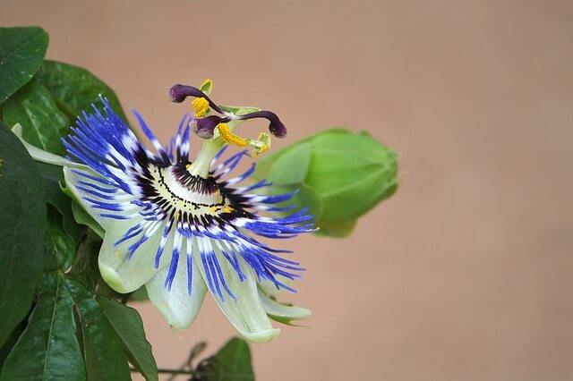 best-natural-remedies-for-anxiety-passion-flower
