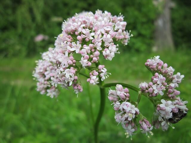best-natural-remedies-for-anxiety-valerian