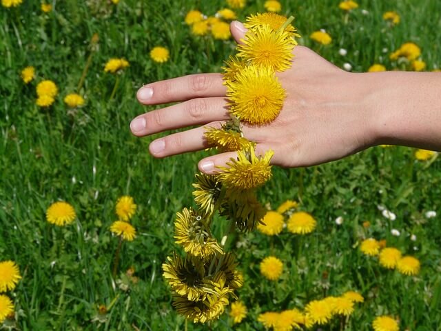 dandelion-weight-loss-patches