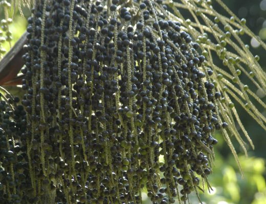 acai-berries-health-benefits