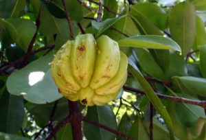 garcinia-cambogia