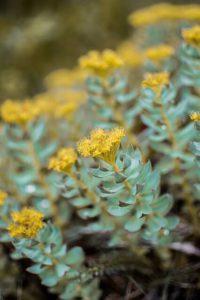 rhodiola-rosea