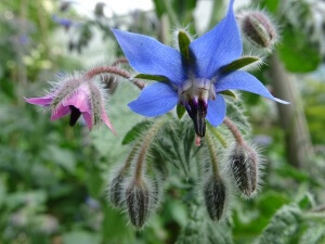 borage