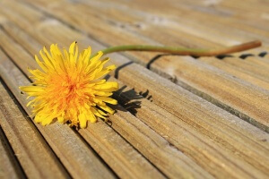 dandelion