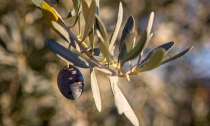 olive tree leaves