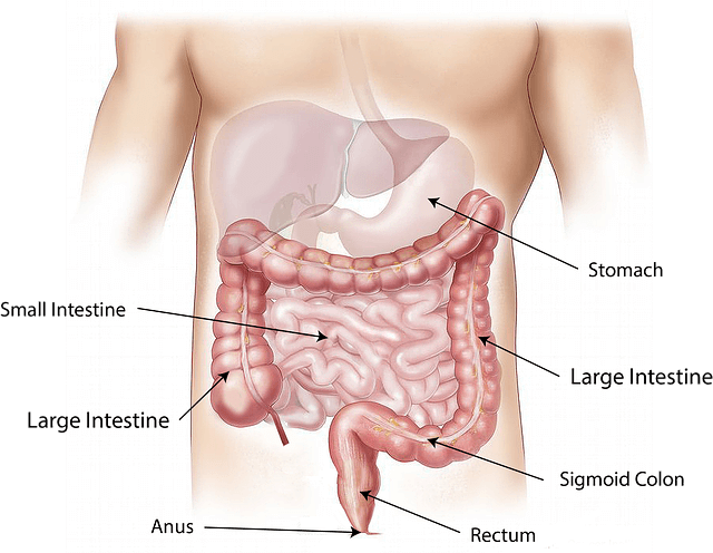 abdomen-intestines