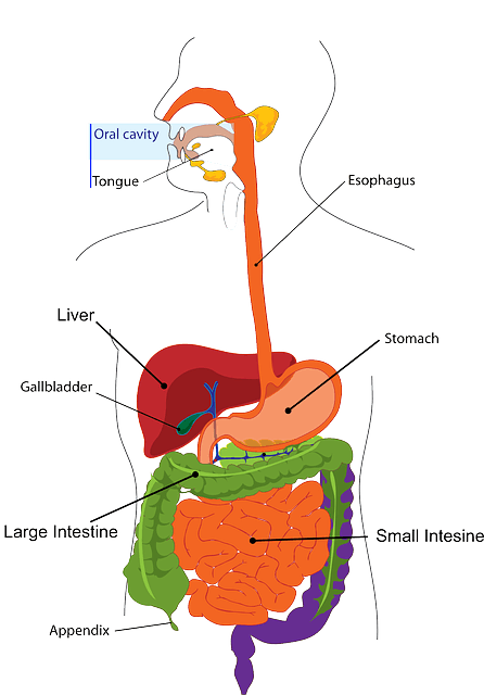 digestion