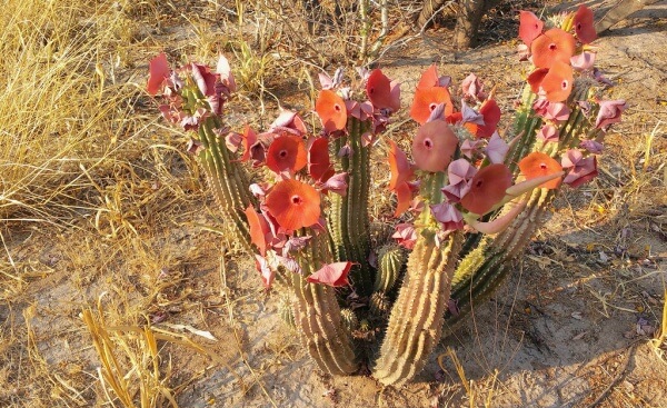 hoodia-gordonii