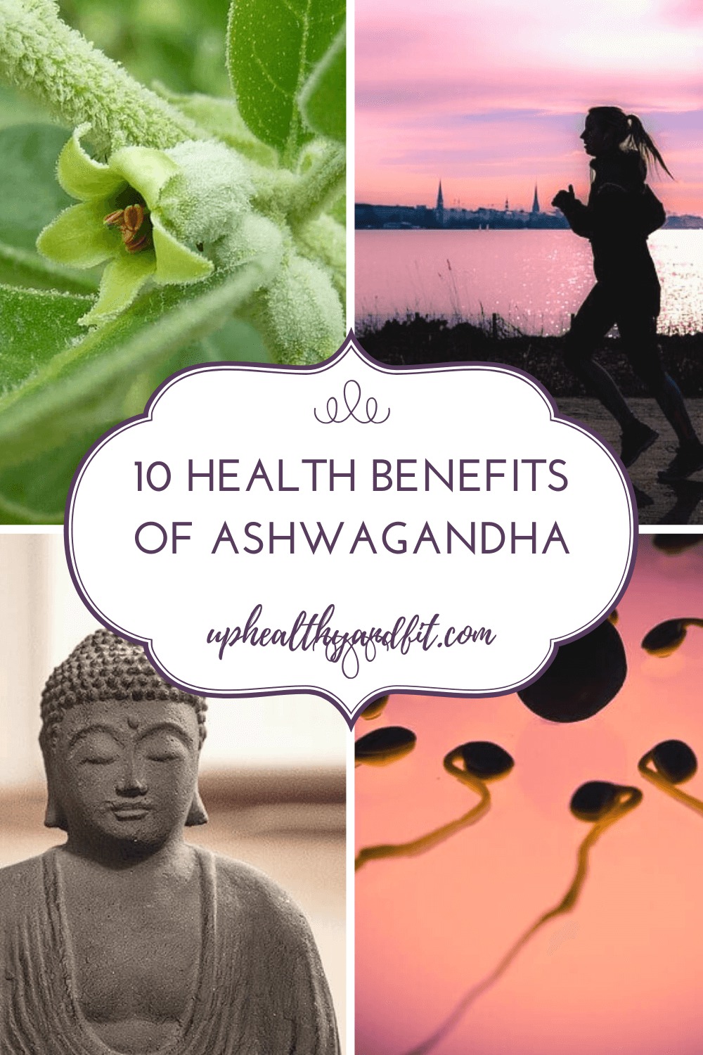 what are the health benefits of ashwagandha