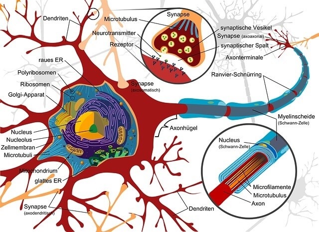 Maca benefits on nervous system