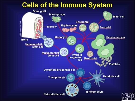 cells-of-the-immune-system