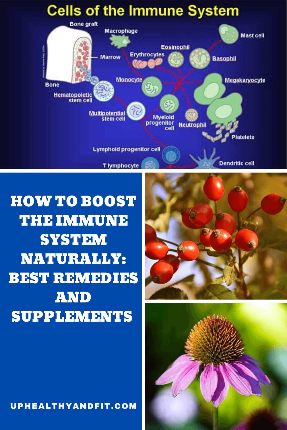 how-to-boost-the-immune-system