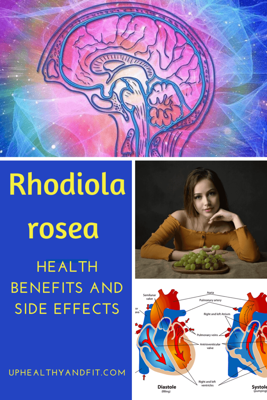 Rhodiola-rosea