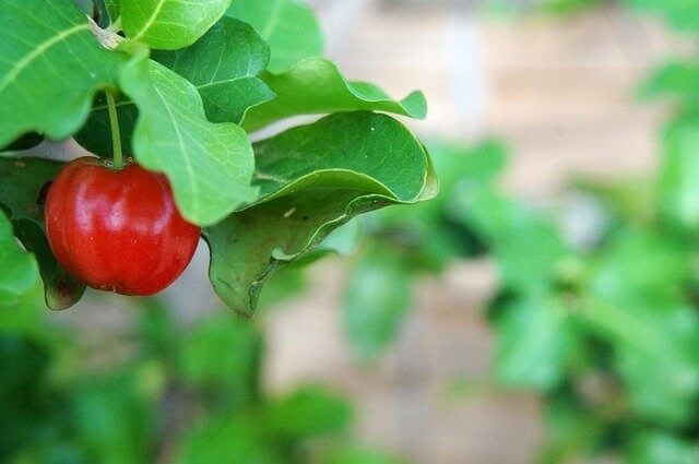 acerola-and-immune-system