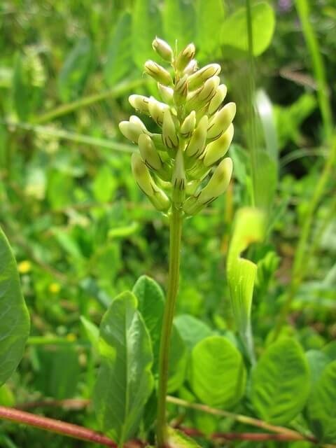 astragalus-and-immune-system