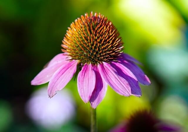 echinacea-and-immune-system