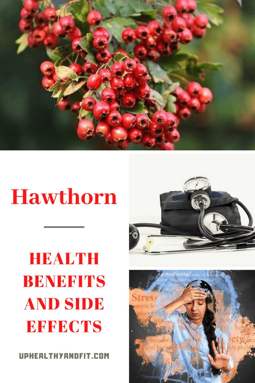 Hawthorn Health Benefits and Side Effects