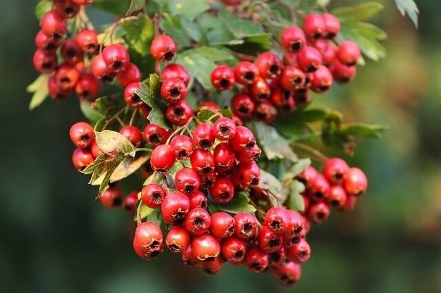 hawthorn-health-benefits