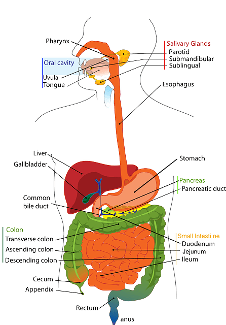 How-to-cleanse-the-liver